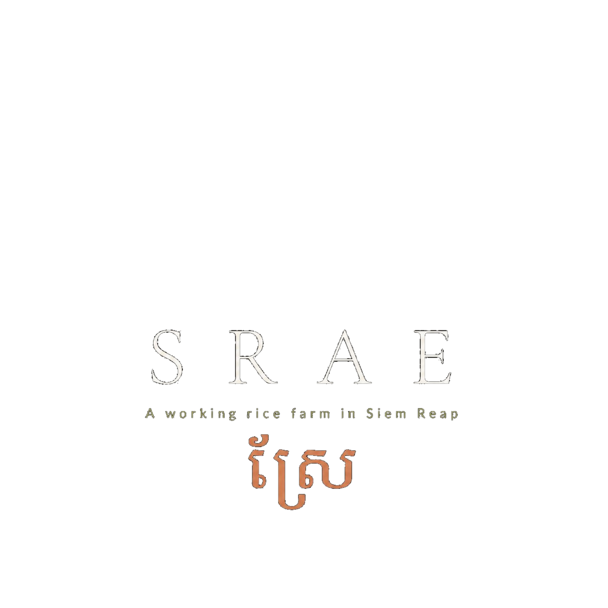 SRAE — A working rice farm in Siem Reap. ស្រែ