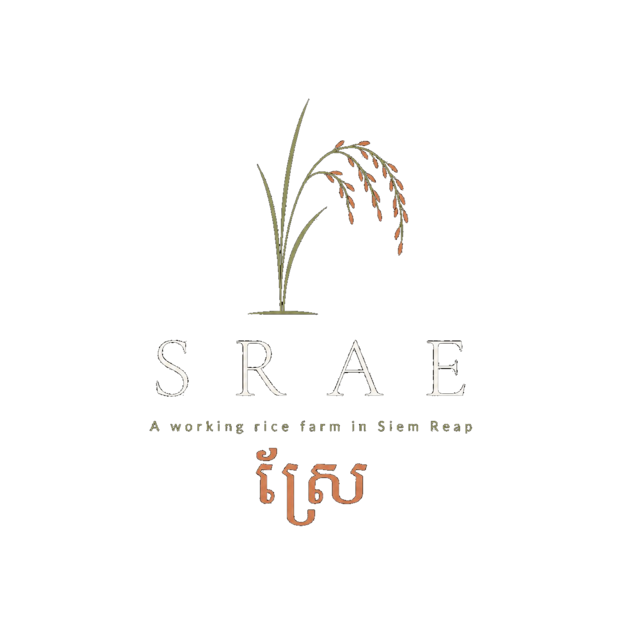 SRAE — A working rice farm in Siem Reap. ស្រែ