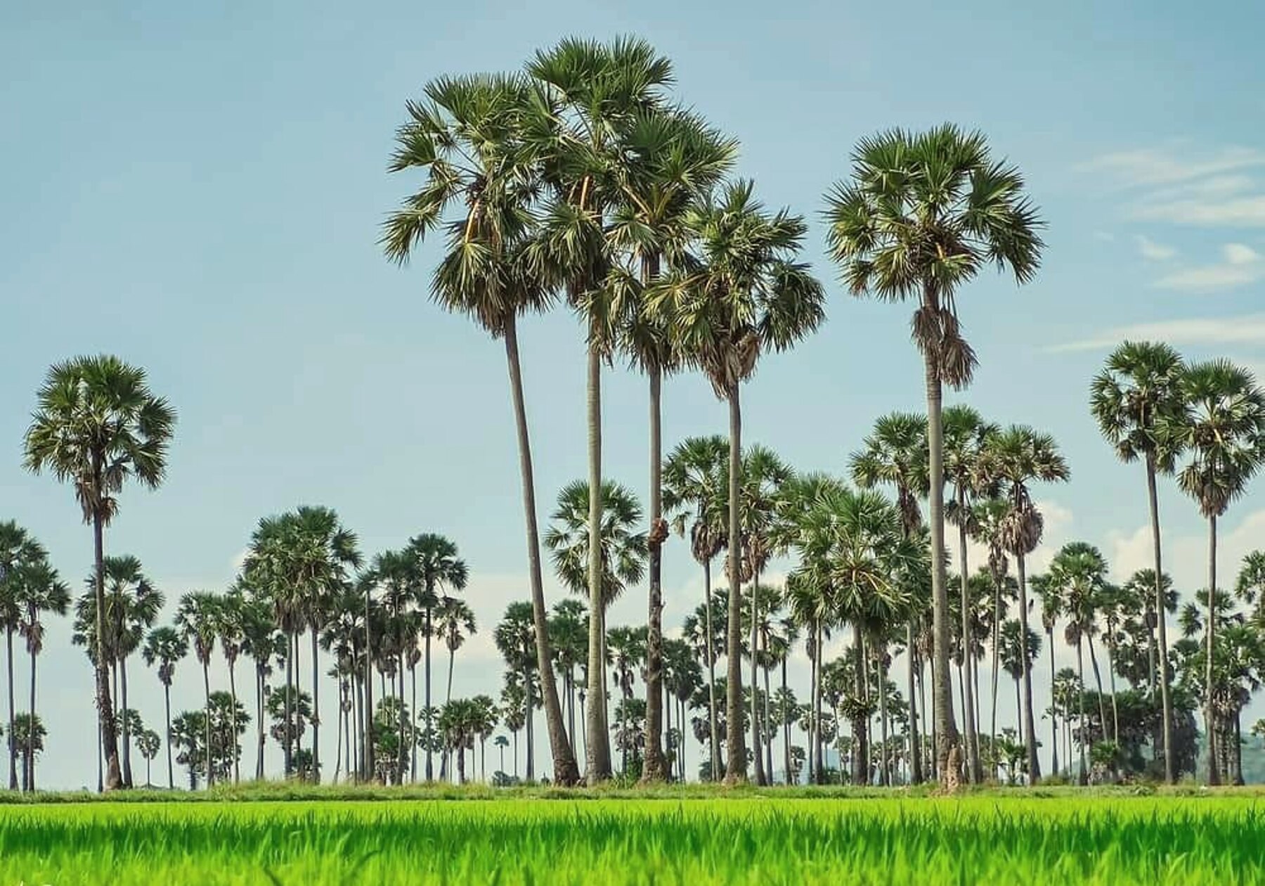 SRAE bungalows seen from a distance with palms